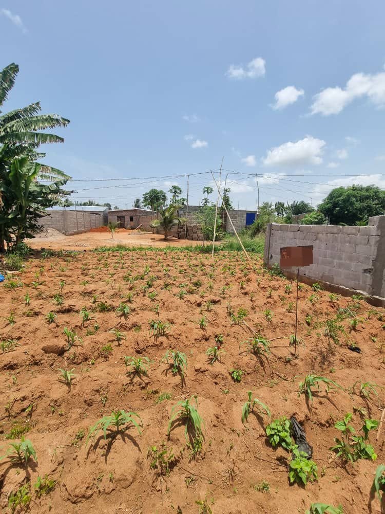 Demi lot en vente à Zanguera – 6 millions FCFA