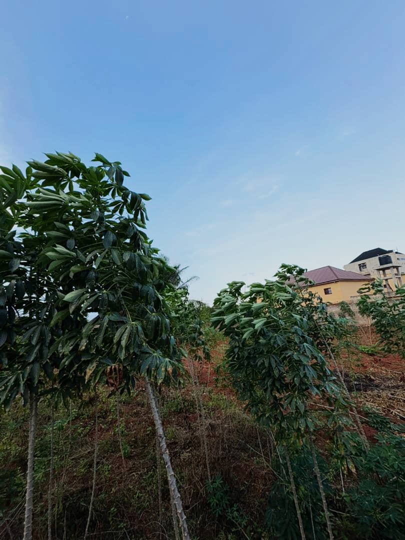 Terrain de 2400 m² en vente en bord du goudron à Sogbossito – 350 millions FCFA