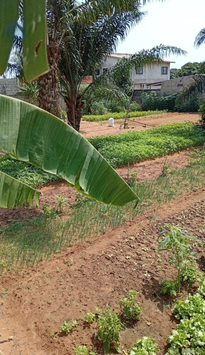 Terrain de 2 lots en vente à Avepozo – 26 millions FCFA le lot