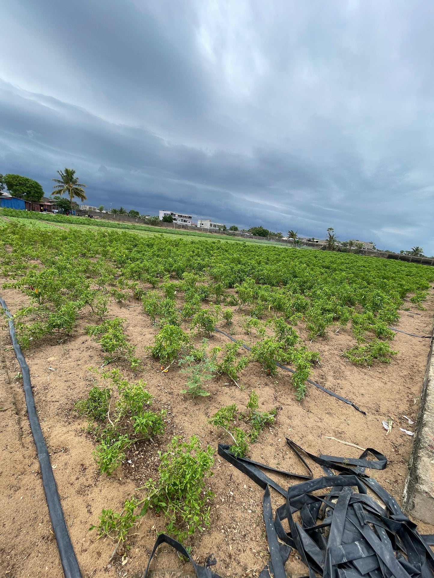 TERRAIN 10 LOTS À VENDRE À AGBAVI CÔTÉ PLAGE – À 1KM DU GOUDRON