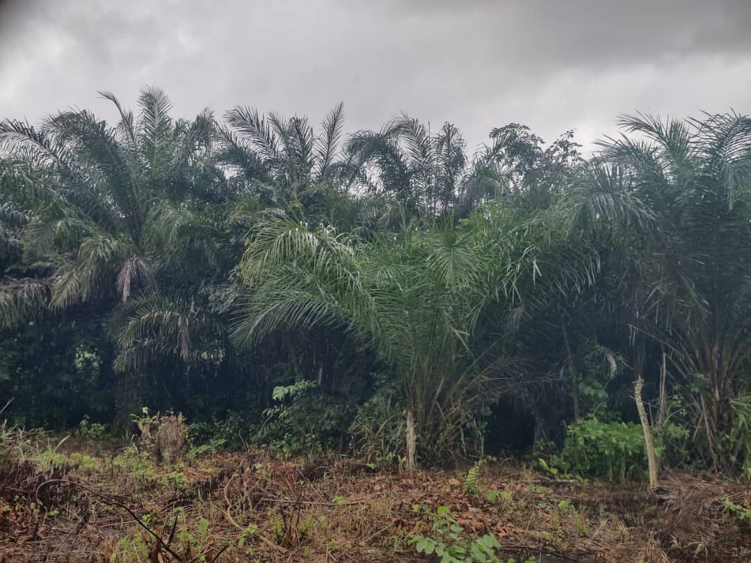 FERME AGRICOLE 16 HECTARES À VENDRE À KPÉLÉ ADÉTA – 45 MILLIONS