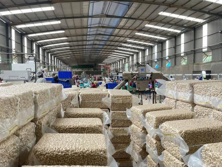 USINE DE TRANSFORMATION D’ACAJOU À VENDRE EN CÔTE D’IVOIRE – OPPORTUNITÉ D’AFFAIRE