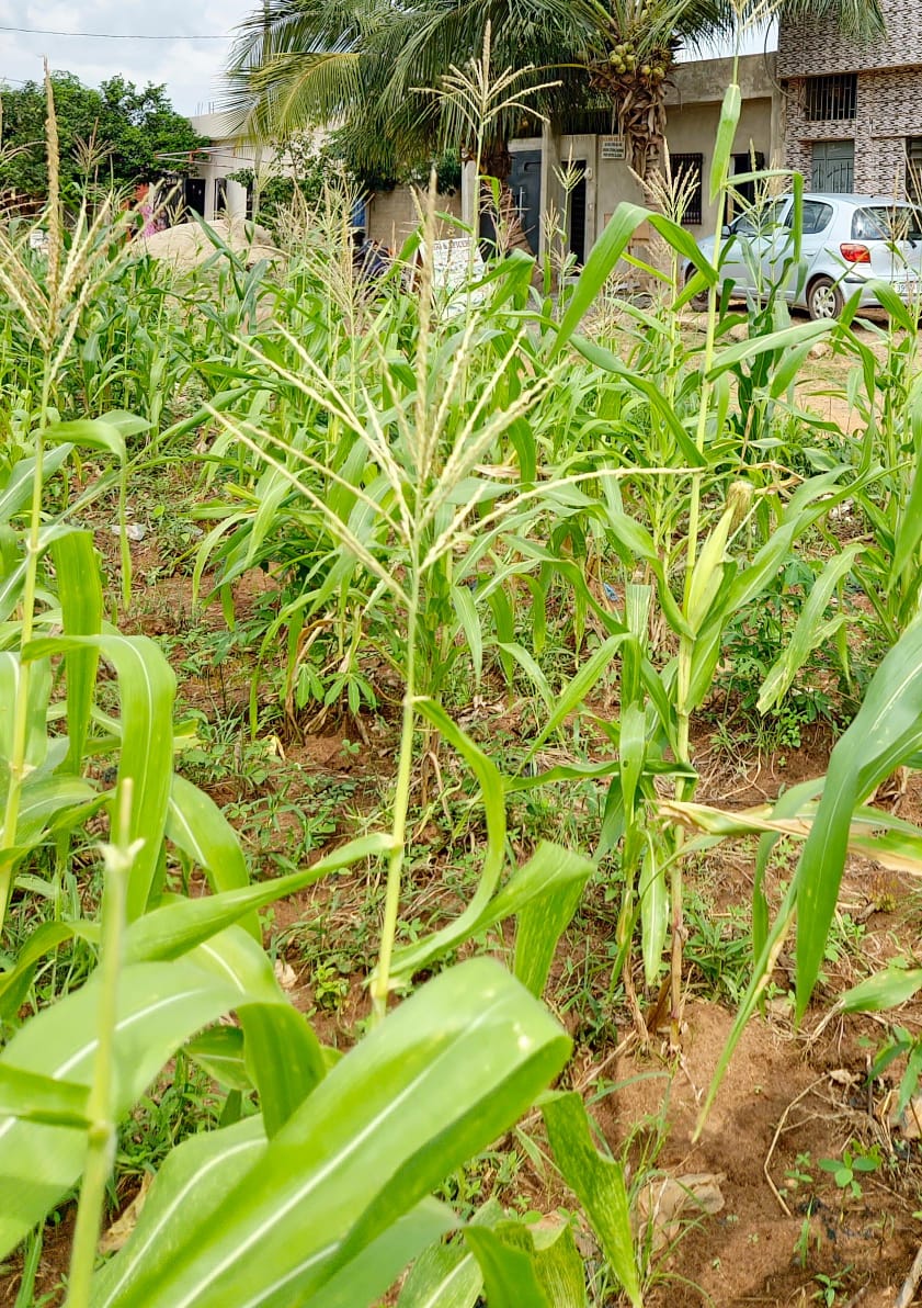 Terrain à vendre à Agoè – 30 Millions FCFA