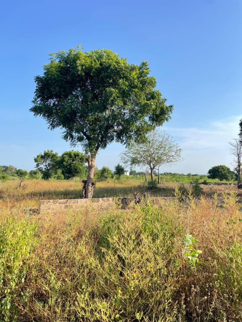 Terrain à vendre à Djagblé – 20 Millions FCFA