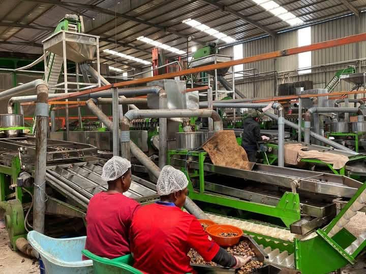 USINE DE TRANSFORMATION D’ACAJOU À VENDRE EN CÔTE D’IVOIRE – OPPORTUNITÉ D’AFFAIRE