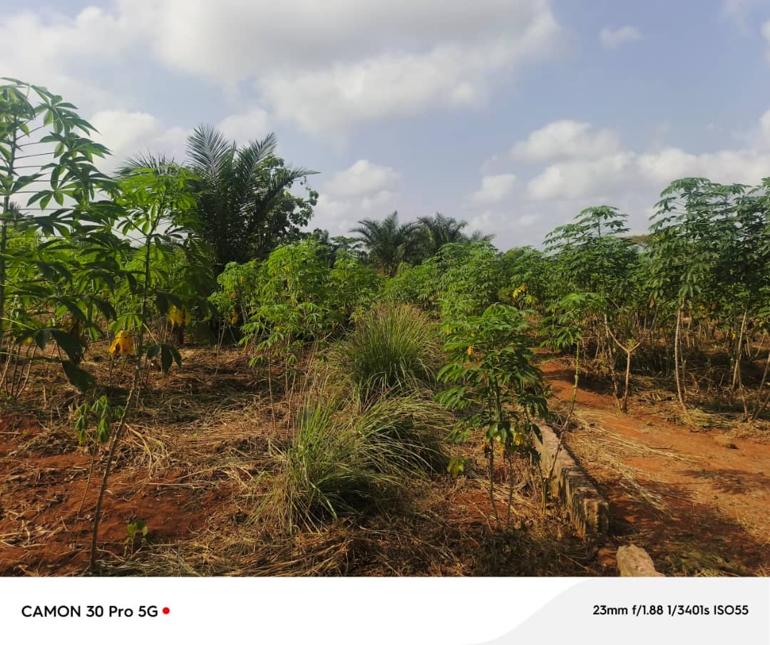 100 LOTS À VENDRE À NOÈPÉ – 10 HECTARES DÉJÀ LOTIS – À 400M DU GOUDRON LOMÉ-KPALIMÉ RN5 – TITRE FONCIER