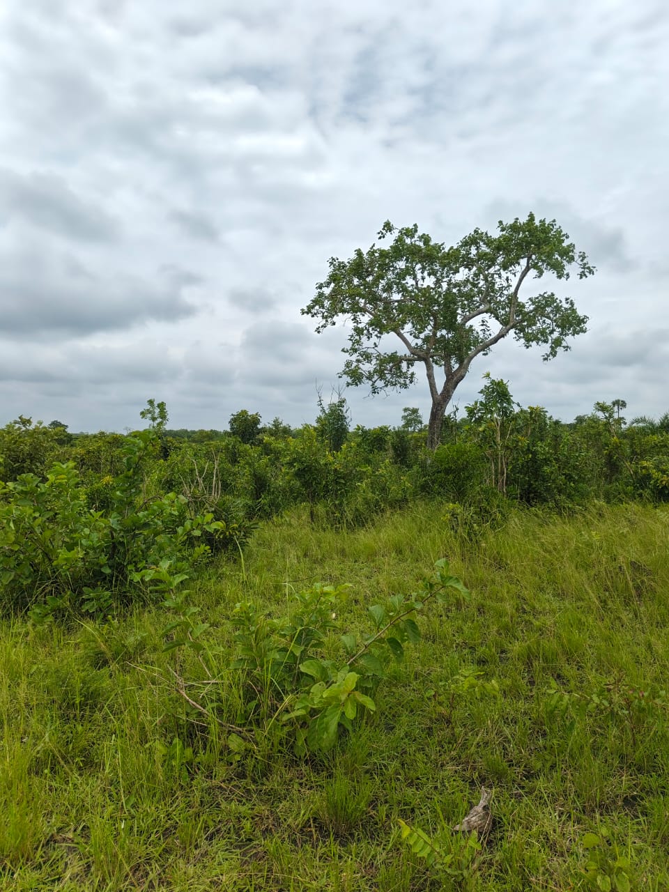 Terrain de 20100 m² en vente à Kevé – 1.000.000 FCFA l'hectare