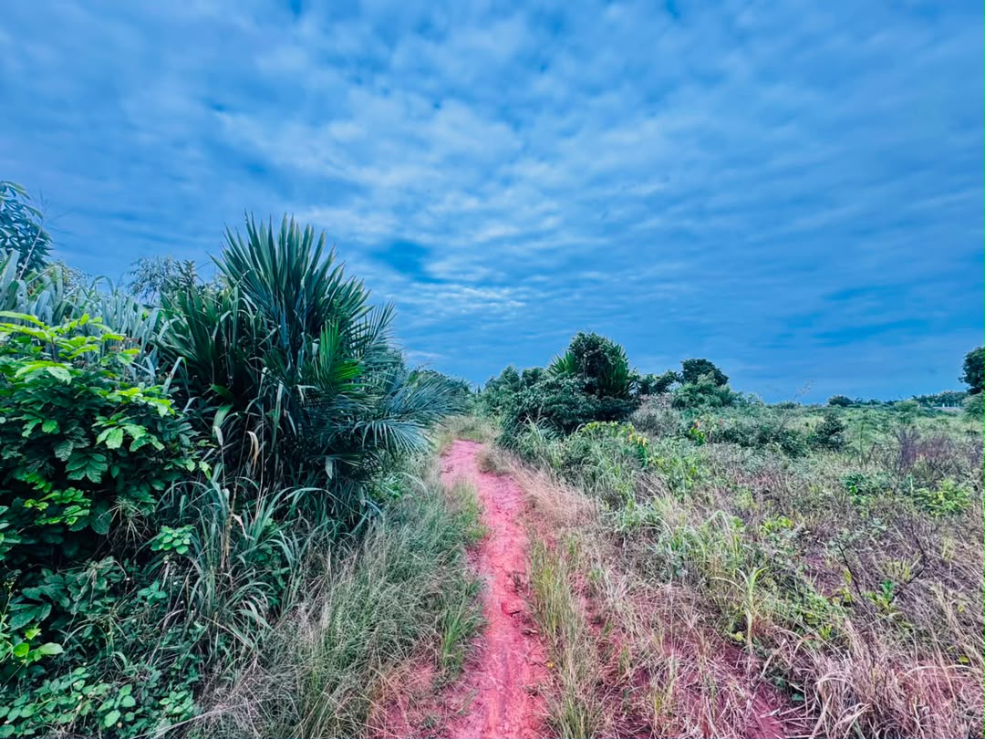 Terrain en vente à Zanguera Ancien péage – 8 000 000 FCFA le lot
