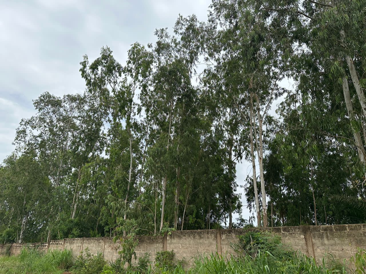 Terrain de 2 lots en vente à Apessito – 25 millions FCFA