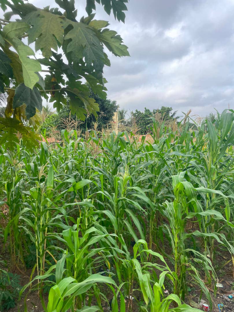 Terrain de 600 m² en vente à Agoé Entreprise de l'Union – 33 millions FCFA