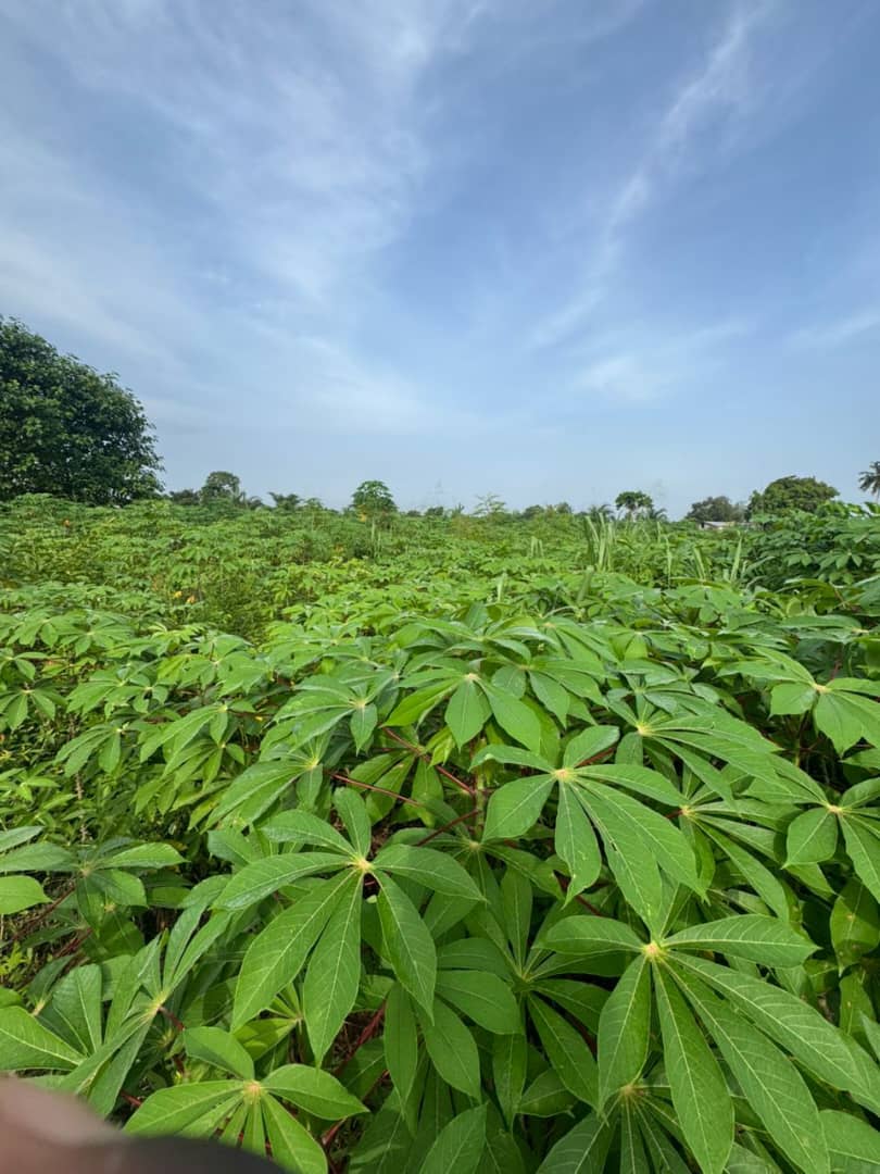 Terrain de 600 m² en vente à Aképédo Zanguera – 9 millions FCFA