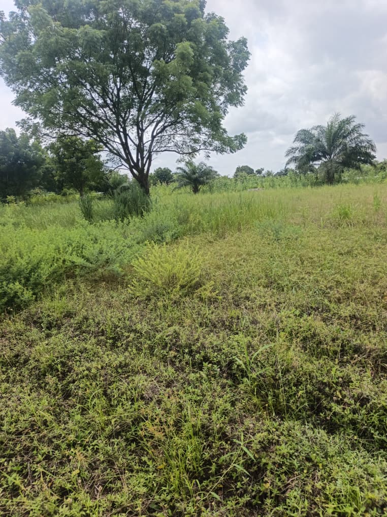 Terrain en vente à Fokpo 1 – 1 lot proche du goudron à 2 000 000 FCFA