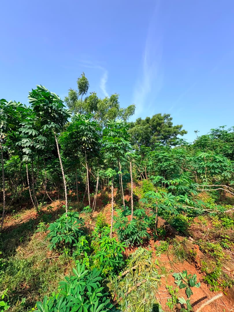 Terrain en vente à Agoè Kitidjan – 60 millions FCFA