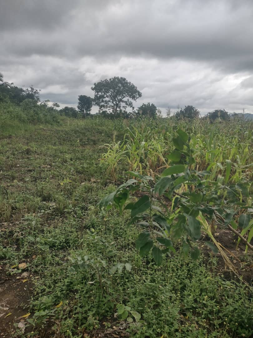 FERME AGRICOLE 16 HECTARES À VENDRE À KPÉLÉ ADÉTA – 45 MILLIONS