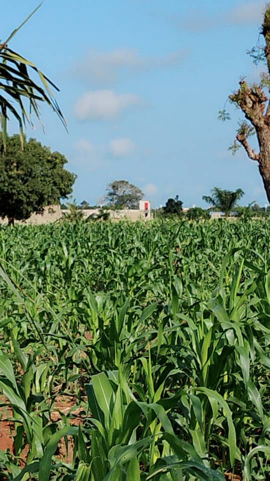 Terrain 1 lot avec titre foncier global en vente à Aképé – 10 millions FCFA