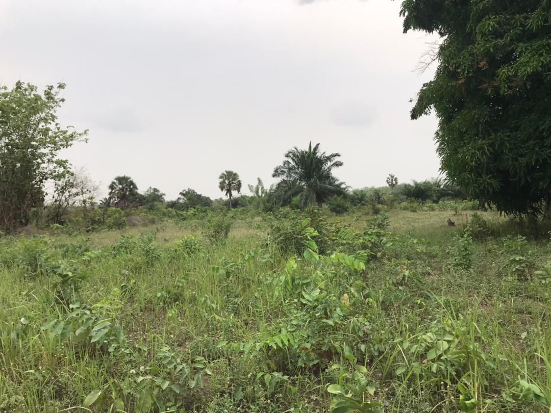 Terrain de 33 hectares en vente à Avetonou – 1 500 000 FCFA/hectare