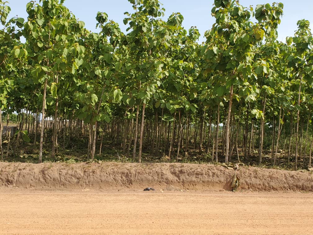 Terrain à vendre à Kpalimé – 20 millions FCFA