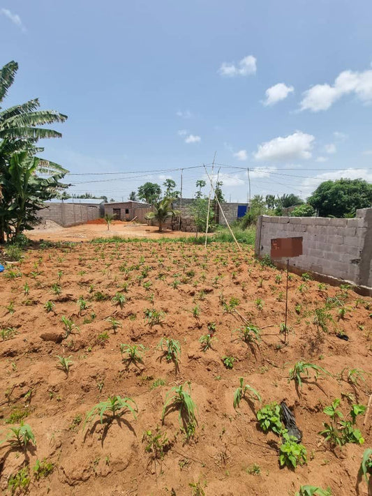 Demi lot en vente à Zanguera – 6 millions FCFA