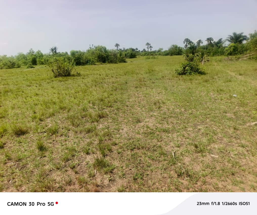 Terrain de 10,50 hectares en vente à Dalavé Adjoguidi Torokpi – 60 millions FCFA l'unité