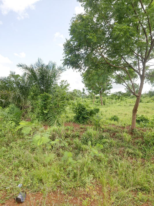 Terrain de 2 lots en vente en bordure du goudron à Badja-Savé – 8 000 000 FCFA