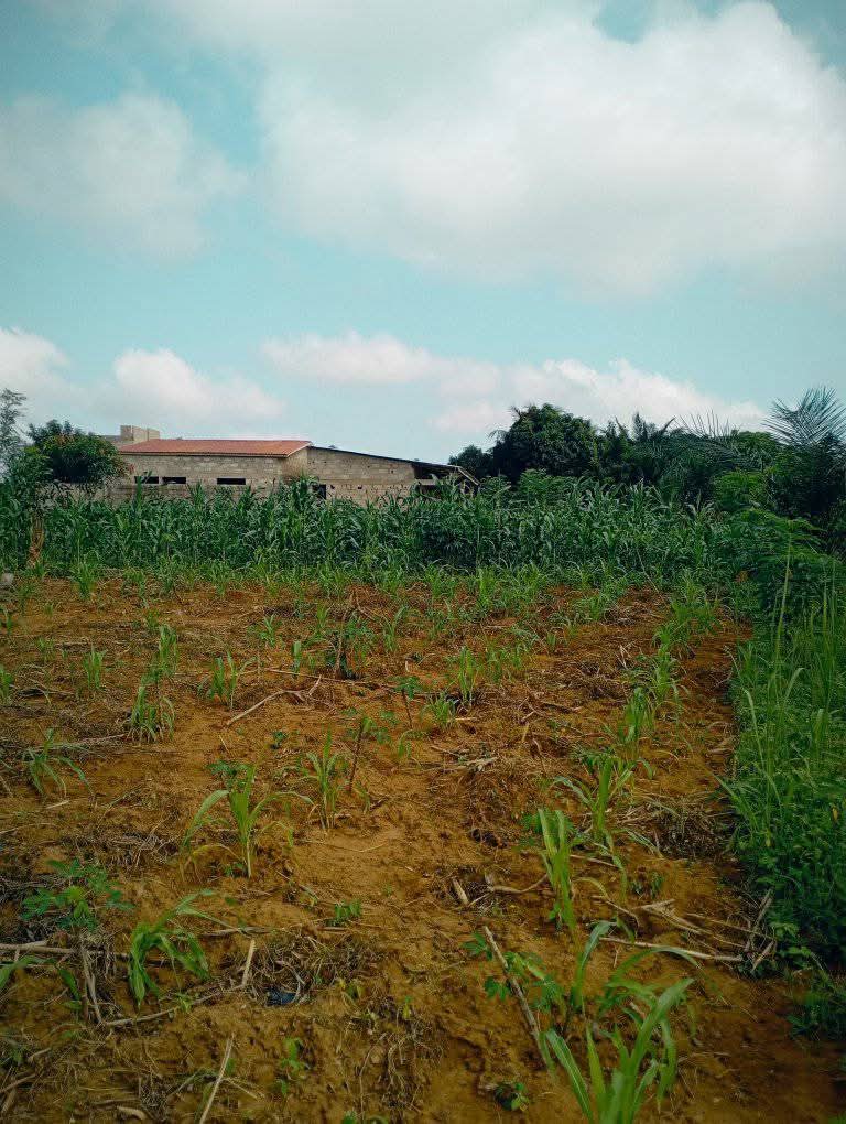 Lots de terrain en vente à Sanguera, Afidégnigban – 12 millions FCFA le lot