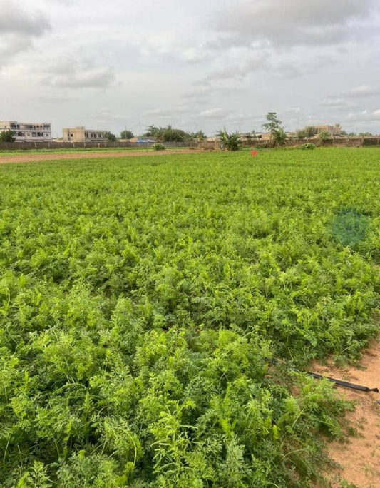 Terrain de 6025 m² en vente à Agbavi – 180 millions FCFA