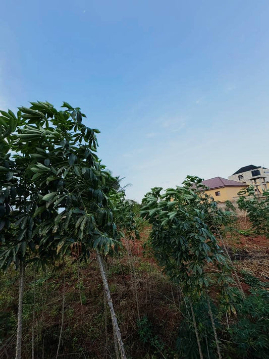 Terrain de 2400 m² en vente en bord du goudron à Sogbossito – 350 millions FCFA