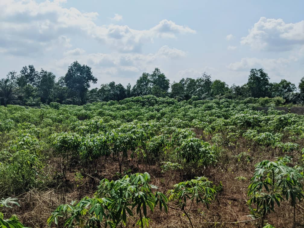 2 lots en vente à Noépé – 5 millions FCFA