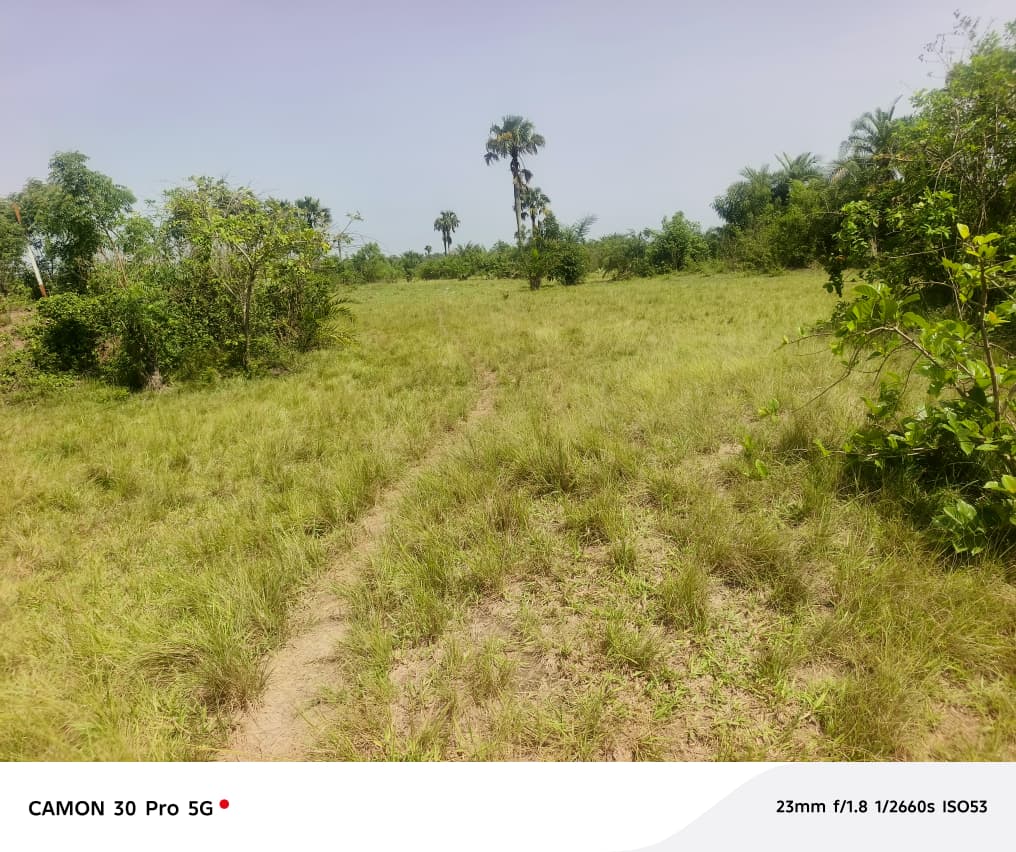 Terrain de 10,50 hectares en vente à Dalavé Adjoguidi Torokpi – 60 millions FCFA l'unité
