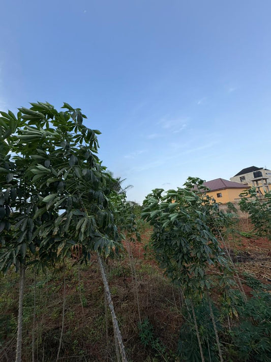4 lots en vente en angle de rue au bord du goudron à Sogbossito – 350 millions FCFA