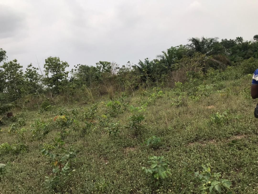 Terrain de 33 hectares en vente à Avetonou – 1 500 000 FCFA/hectare