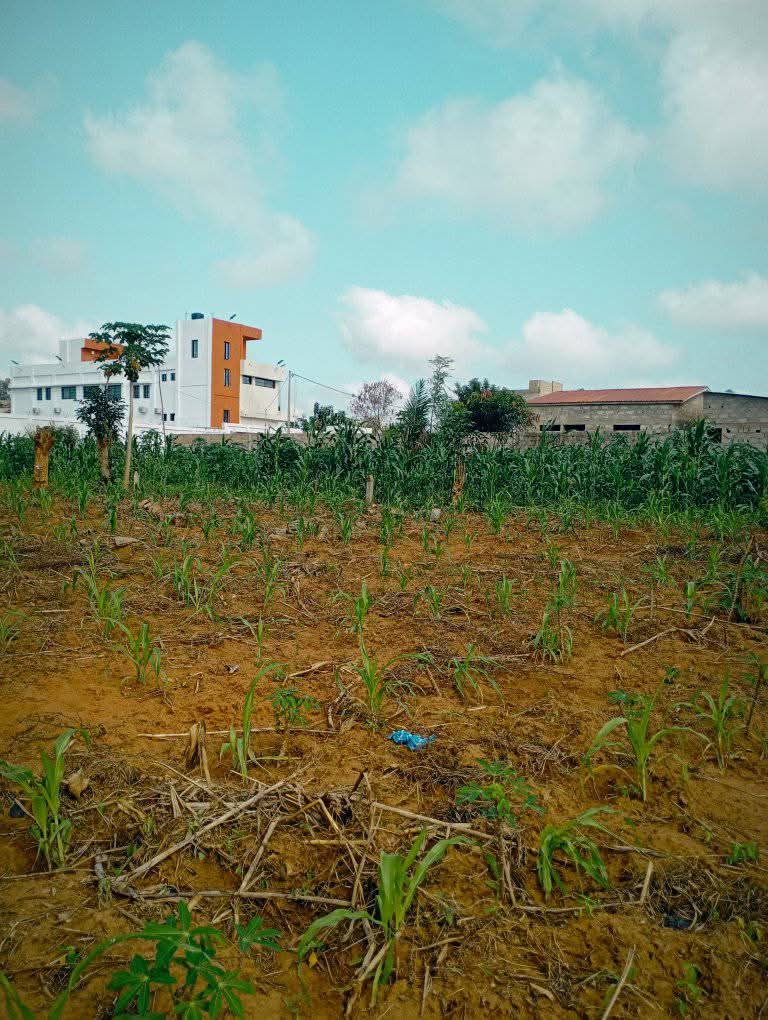 Lots de terrain en vente à Sanguera, Afidégnigban – 12 millions FCFA le lot
