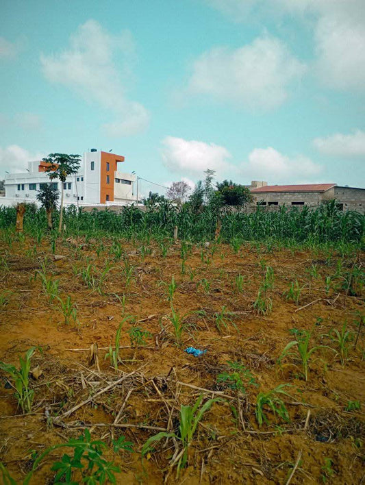 Lots de terrain en vente à Sanguera, Afidégnigban – 12 millions FCFA le lot