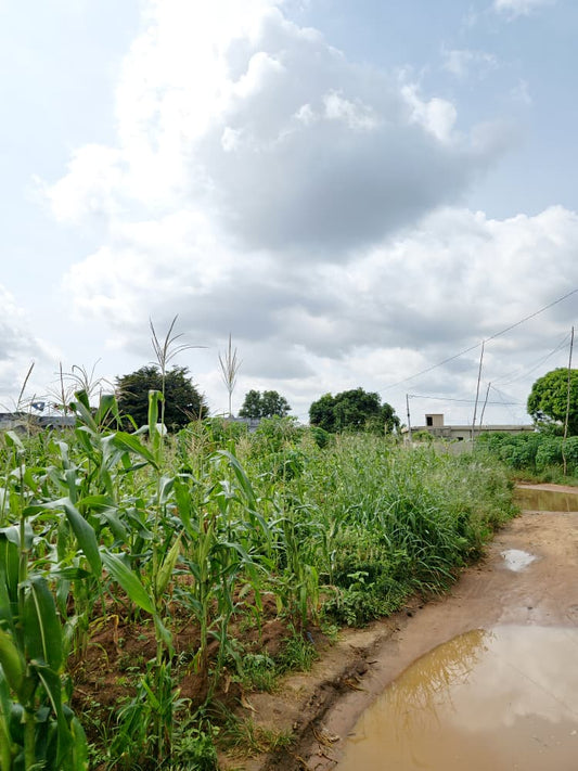 Terrain à vendre à Agoè – 30 Millions FCFA