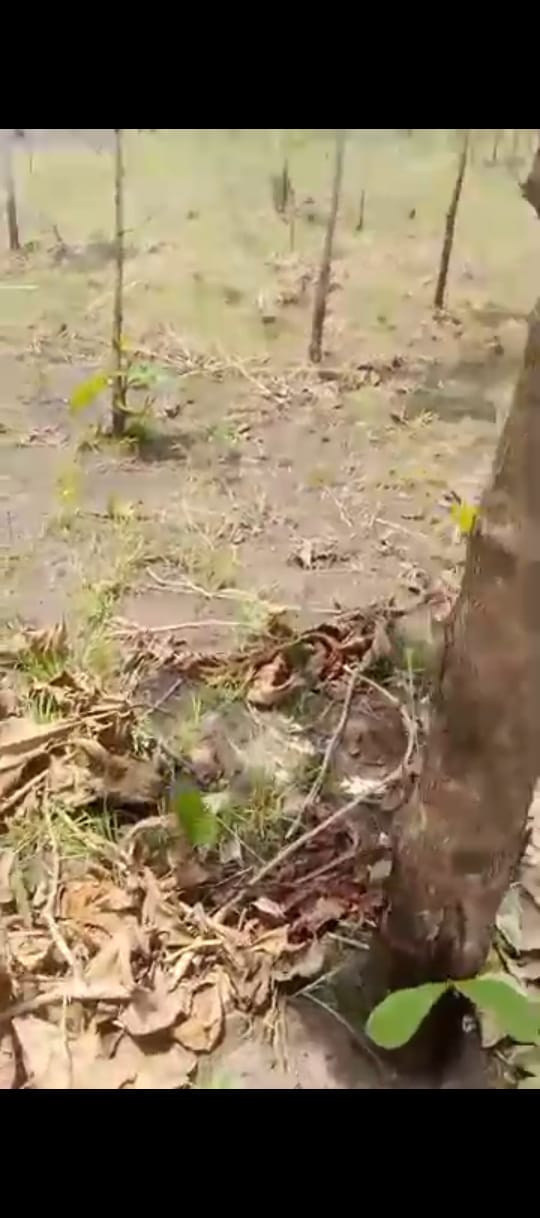 Terrain de 4200 m² en vente à Agbelouvé – 2,8 millions FCFA l'unité