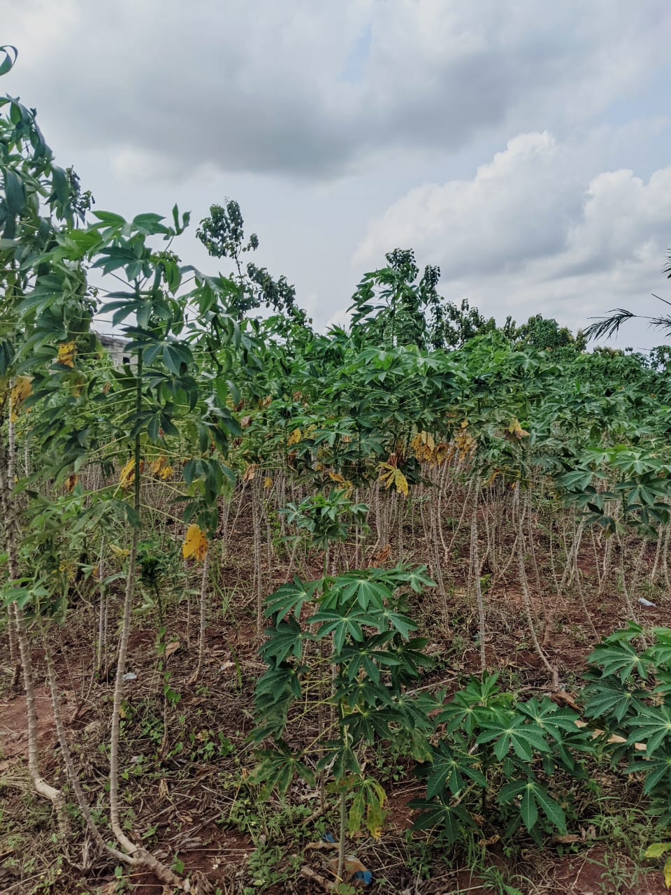 Demi lot en vente en angle de rue à Akato Viepé – 11 millions FCFA