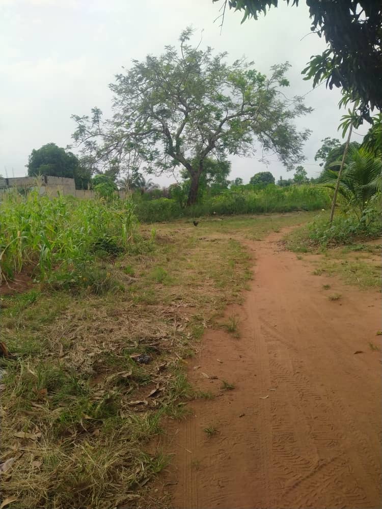 Terrain de 6 lots en vente à Davié – 9 millions FCFA le lot