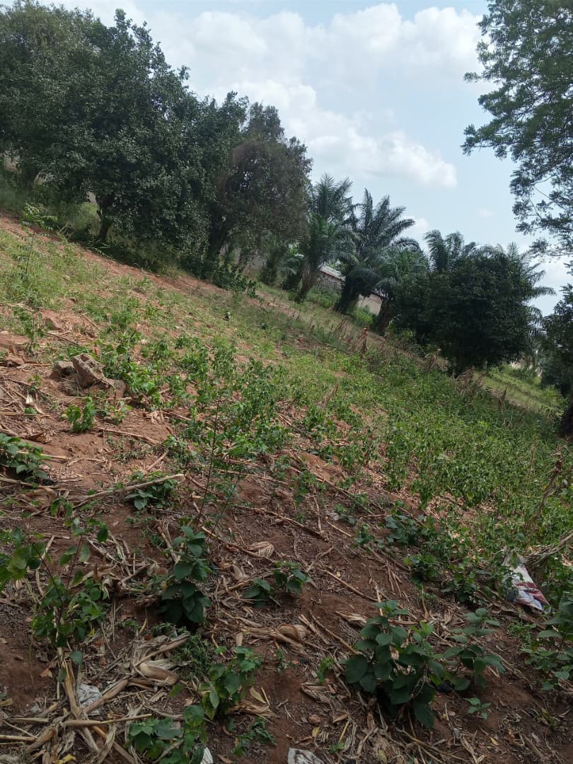 Terrain de 2 lots (15a 27ca) en vente à Davié – 15 millions FCFA