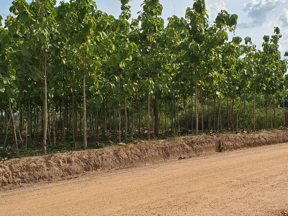 Terrain à vendre à Kpalimé – 20 millions FCFA