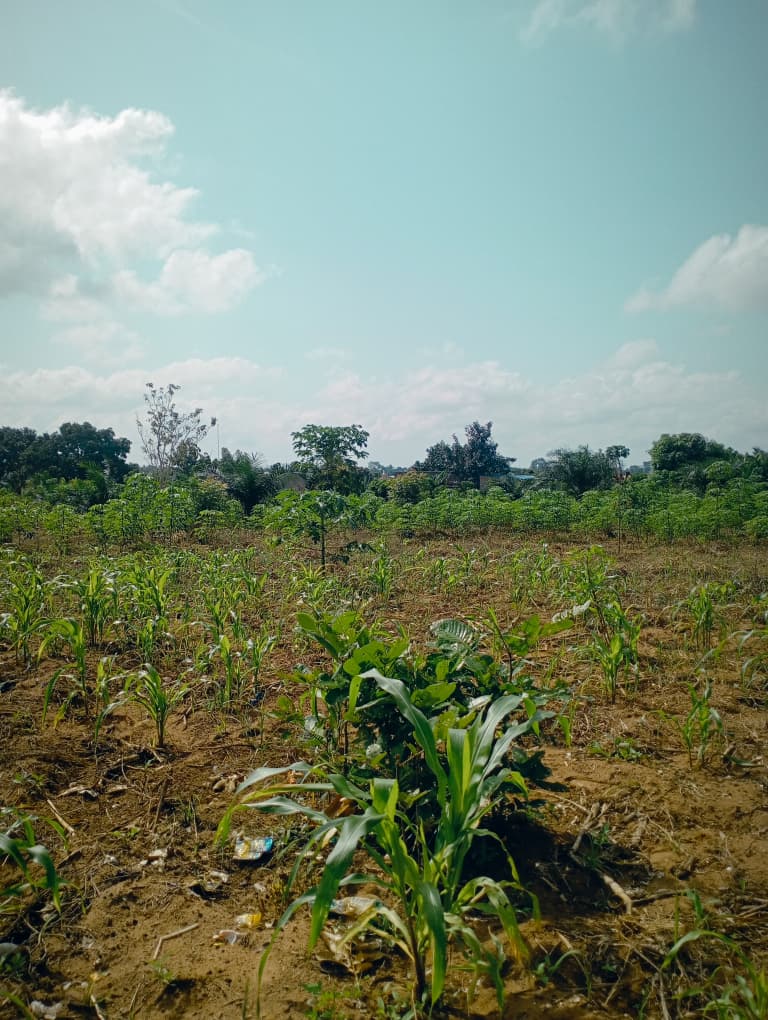 Lots de terrain en vente à Sanguera, Afiadégnigba – 12 millions FCFA le lot