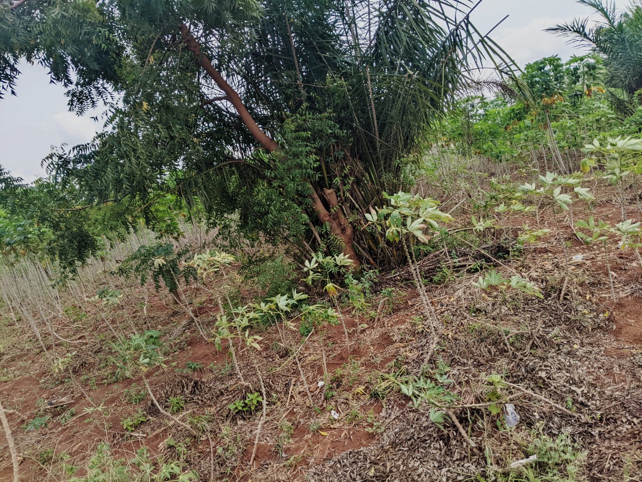 Demi lot en vente en angle de rue à Akato Viepé – 11 millions FCFA
