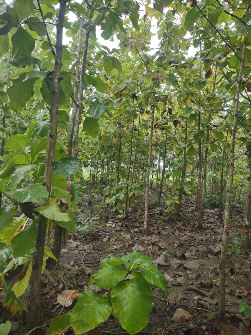 FERME AGRICOLE 16 HECTARES À VENDRE À KPÉLÉ ADÉTA – 45 MILLIONS