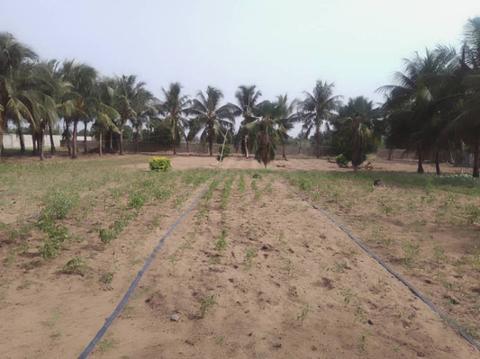 🌴 TERRAIN À VENDRE À AGBODRAFO 🌴