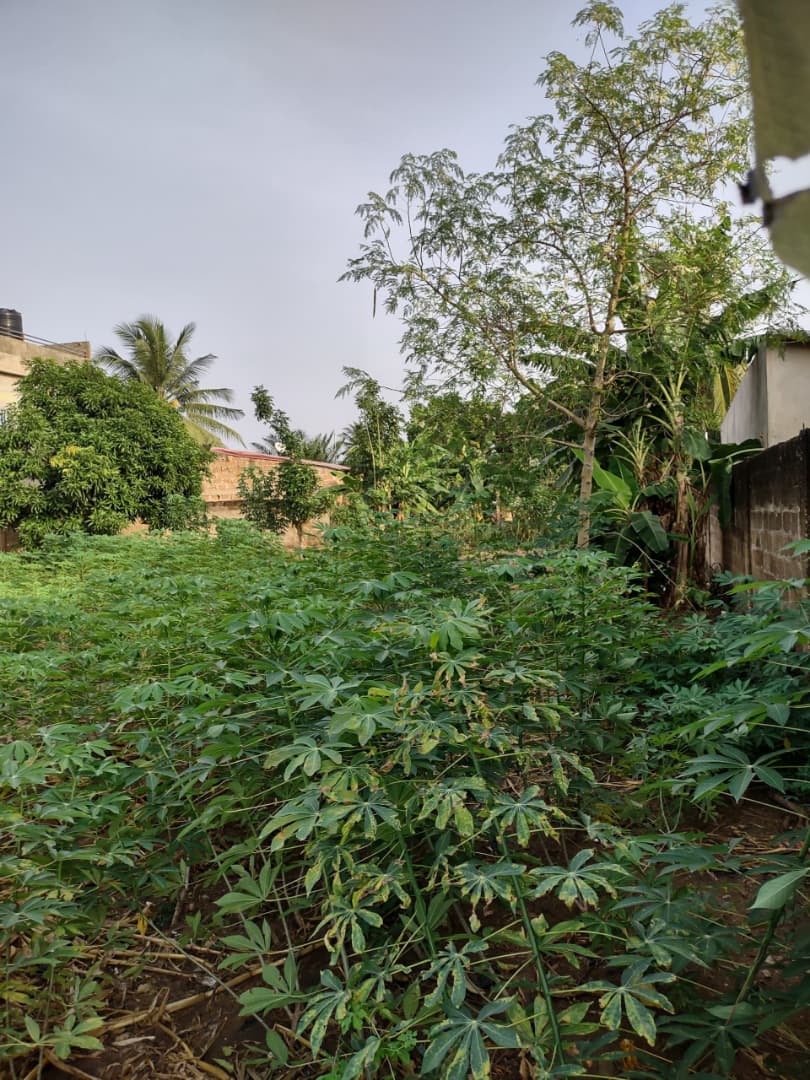 Terrain à vendre à Agoè Amadenta – 20 000 000 FCFA