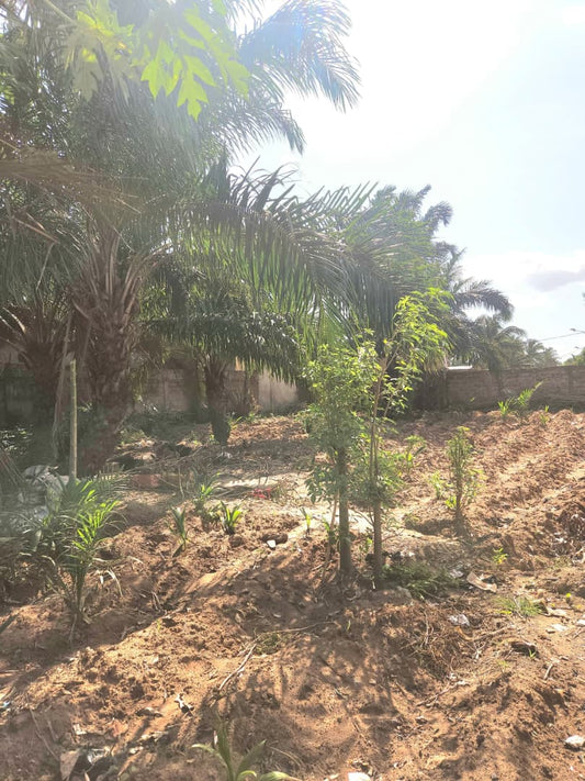 Terrain de 983 m² en vente en bordure de voie de 30 m à Sogbossito Somayaf – 35 000 000 FCFA