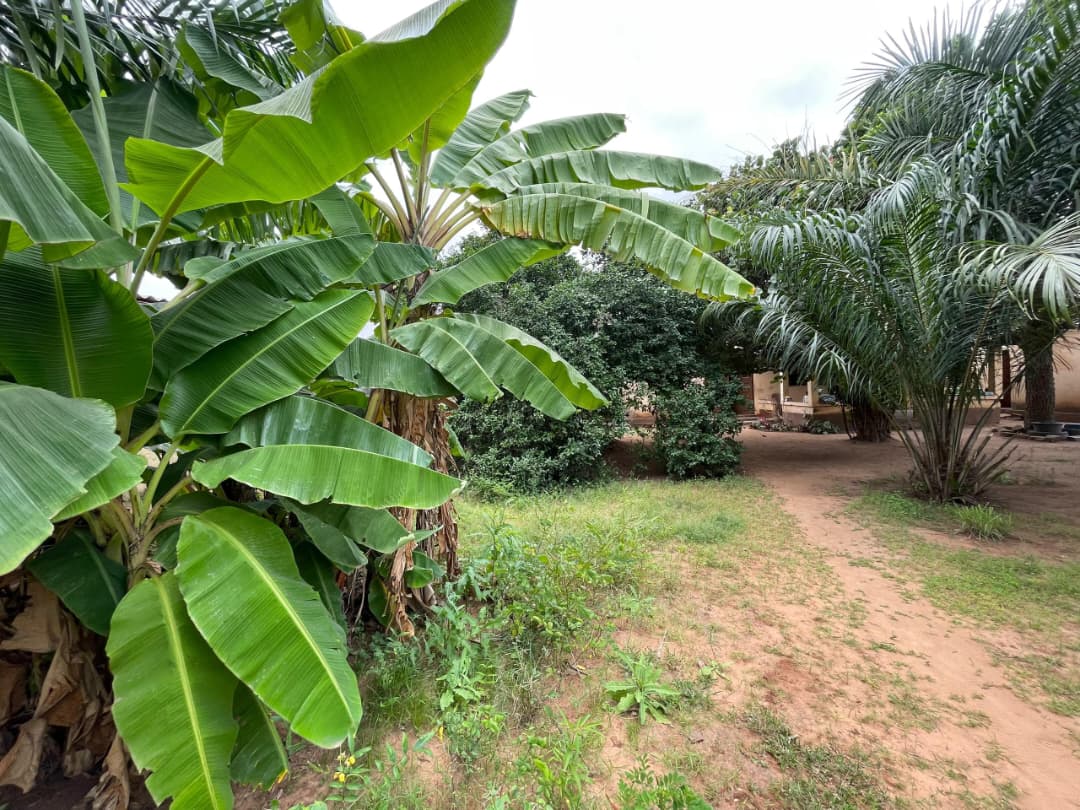 Terrain de 750 m² en vente à Totsi – 60 millions FCFA