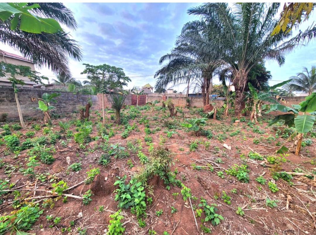Terrain de 1 lot en vente à Agoè Logopé – 32 millions FCFA