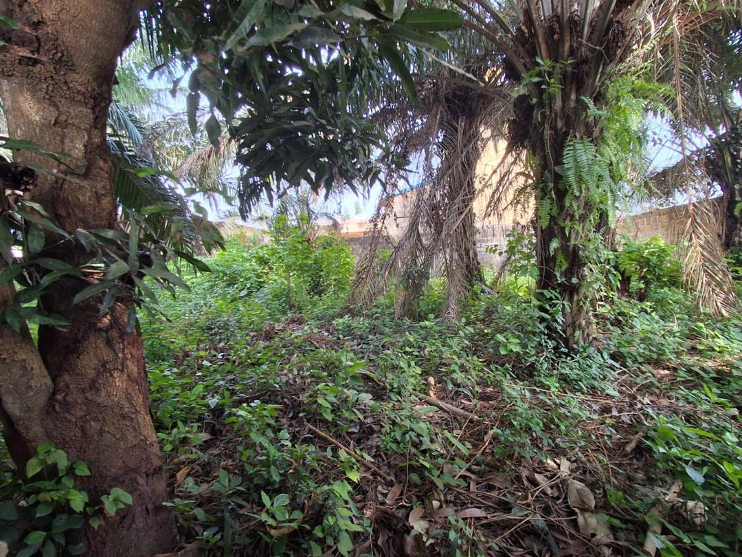 Terrain en bail à Zanguéra – 120000 FCFA par mois
