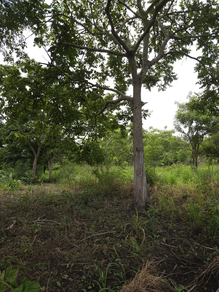 Terrain de 35 hectares en vente à Kevé Dzolo – 1.800.000 FCFA par hectare