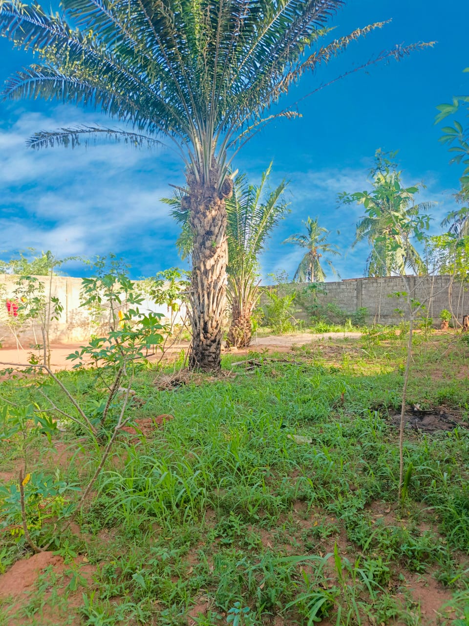 Terrain 1 lot en vente bord du goudron à Zanguera – 40 millions FCFA